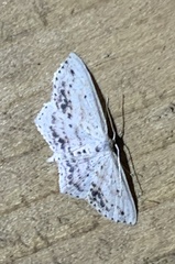 Scopula cacuminaria