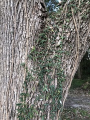 Dolichandra unguis-cati