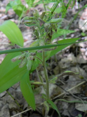 Pulmonaria