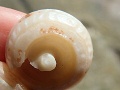 Bellastraea squamifera
