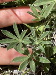 Lupinus argenteus