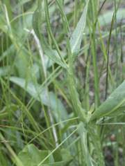 Helenium bigelovii