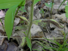 Pulmonaria