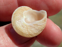 Bellastraea squamifera