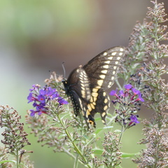 Papilio polyxenes asterius