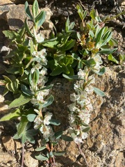 Polygonum shastense
