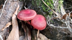 Cortinarius marylandensis