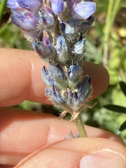 Lupinus argenteus
