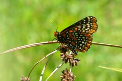 Euphydryas phaeton