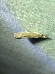 Parapediasia teterrellus