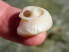 Bellastraea squamifera