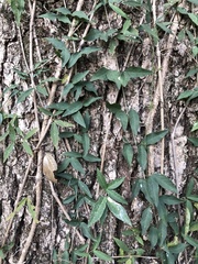 Dolichandra unguis-cati