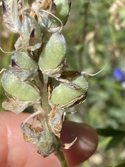 Lupinus argenteus