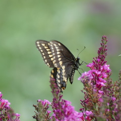 Papilio polyxenes asterius