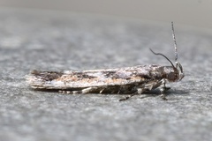 Filatima