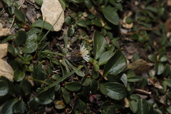 Erigeron humilis