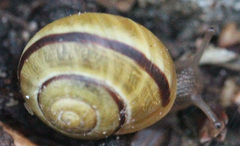 Cepaea