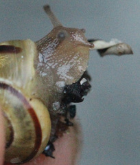 Cepaea