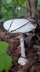Amanita abrupta