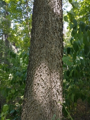 Celtis occidentalis