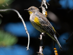 Setophaga coronata auduboni