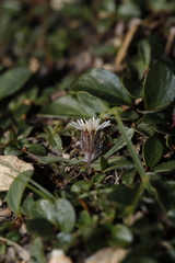 Erigeron humilis