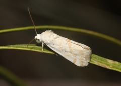 Ponometia hutsoni