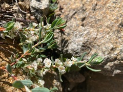 Polygonum shastense