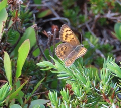 Tharsalea mariposa