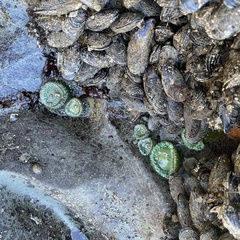 Anthopleura xanthogrammica