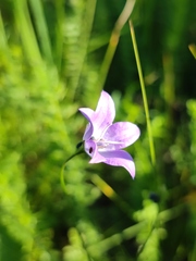 Campanula stevenii