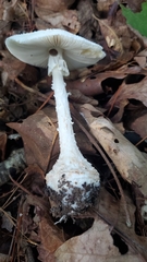 Amanita abrupta