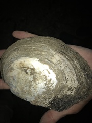 Unionidae