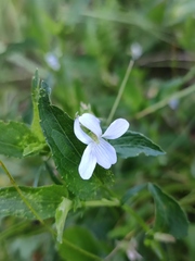 Viola stagnina