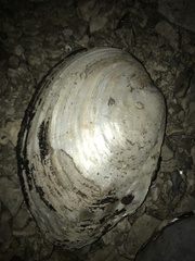 Lasmigona complanata