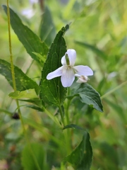 Viola stagnina