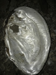 Lasmigona complanata