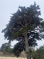 Cupressus