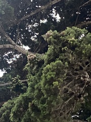 Cupressus