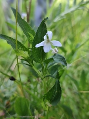 Viola stagnina
