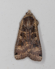 Noctua pronuba