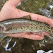 Rocky Mountain Cutthroat Trout - Photo (c) prickly_sculpin, some rights reserved (CC BY-NC), uploaded by prickly_sculpin