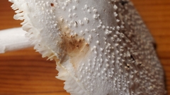 Amanita abrupta