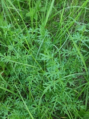 Peucedanum alsaticum