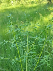 Peucedanum alsaticum