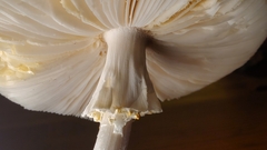 Amanita abrupta