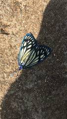 Cyclosia papilionaris
