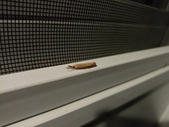 Agriphila vulgivagellus