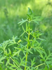 Peucedanum alsaticum