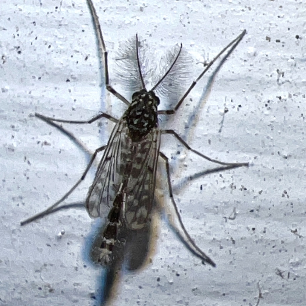 Guttipelopia guttipennis